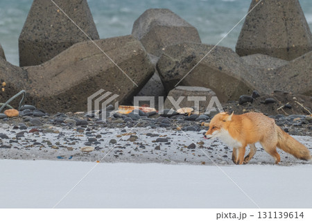 厳しい冬を生きるキタキツネ兄弟 131139614