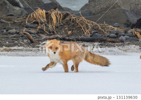 厳しい冬を生きるキタキツネ兄弟 131139630