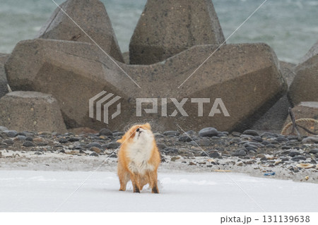 厳しい冬を生きるキタキツネ兄弟 131139638