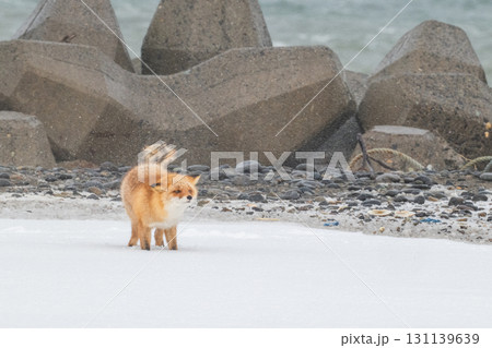 厳しい冬を生きるキタキツネ兄弟 131139639