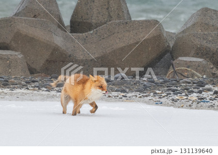 厳しい冬を生きるキタキツネ兄弟 厳しい冬を生きるキタキツネ兄弟 131139640