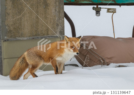 厳しい冬を生きるキタキツネ兄弟 131139647