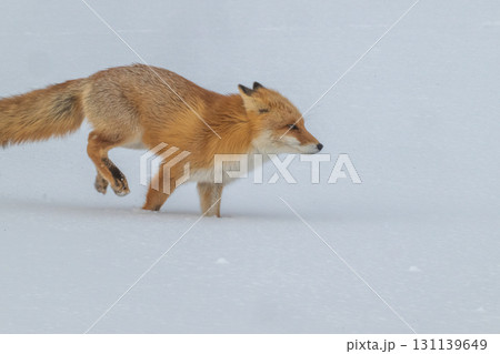 厳しい冬を生きるキタキツネ兄弟 131139649