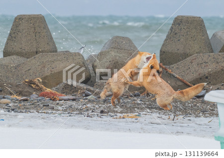 厳しい冬を生きるキタキツネ兄弟 131139664
