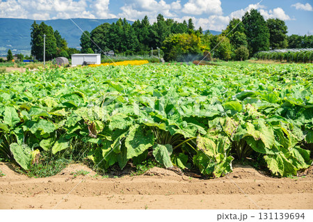 山形村のごぼう畑 131139694