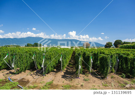 長芋畑 山形村 長芋畑 山形村 131139695