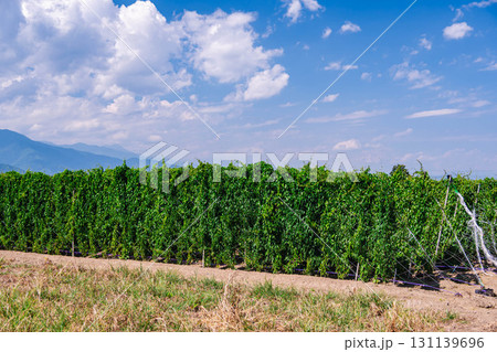 長芋畑 山形村 長芋畑 山形村 131139696