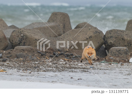 厳しい冬を生きるキタキツネ兄弟 厳しい冬を生きるキタキツネ兄弟 131139771