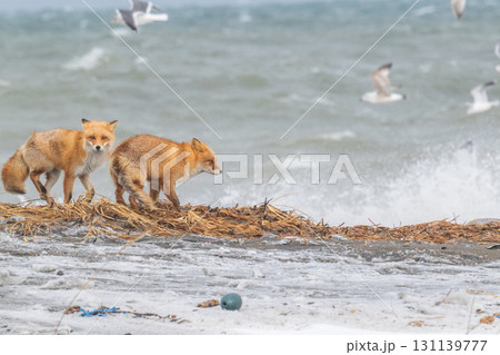 厳しい冬を生きるキタキツネ兄弟 131139777