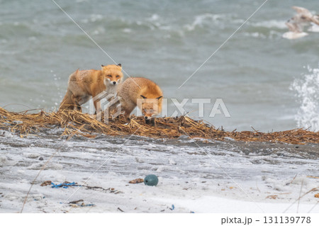 厳しい冬を生きるキタキツネ兄弟 厳しい冬を生きるキタキツネ兄弟 131139778