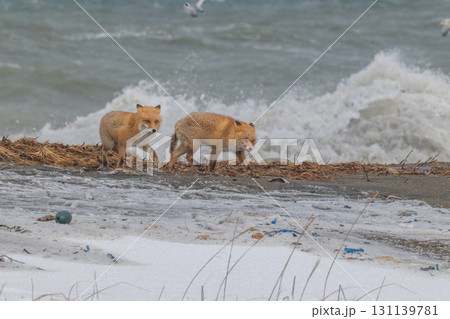 厳しい冬を生きるキタキツネ兄弟 131139781