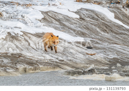 厳しい冬を生きるキタキツネ兄弟 131139793