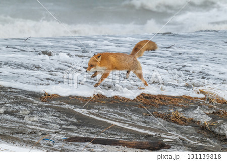 厳しい冬を生きるキタキツネ兄弟 131139818