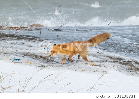 厳しい冬を生きるキタキツネ兄弟 131139831
