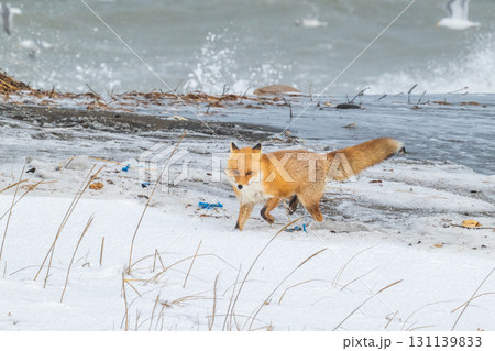 厳しい冬を生きるキタキツネ兄弟 131139833