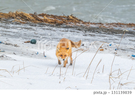 厳しい冬を生きるキタキツネ兄弟 131139839