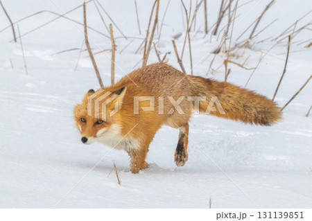 厳しい冬を生きるキタキツネ兄弟 厳しい冬を生きるキタキツネ兄弟 131139851