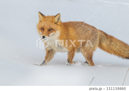 厳しい冬を生きるキタキツネ兄弟 131139860