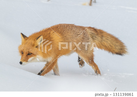 厳しい冬を生きるキタキツネ兄弟 131139861