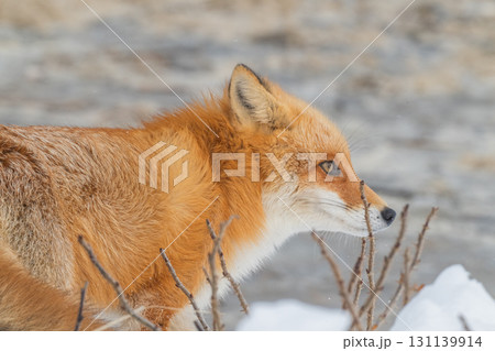 厳しい冬を生きるキタキツネ兄弟 厳しい冬を生きるキタキツネ兄弟 131139914