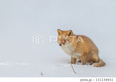 厳しい冬を生きるキタキツネ兄弟 131139931