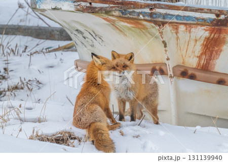 厳しい冬を生きるキタキツネ兄弟 厳しい冬を生きるキタキツネ兄弟 131139940