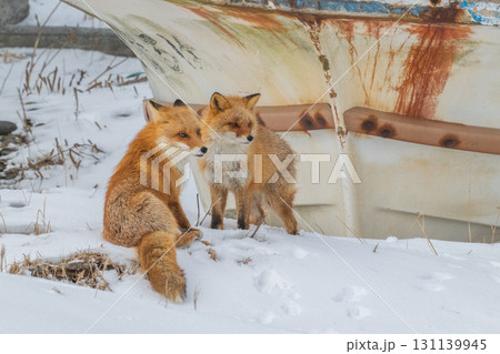 厳しい冬を生きるキタキツネ兄弟 厳しい冬を生きるキタキツネ兄弟 131139945