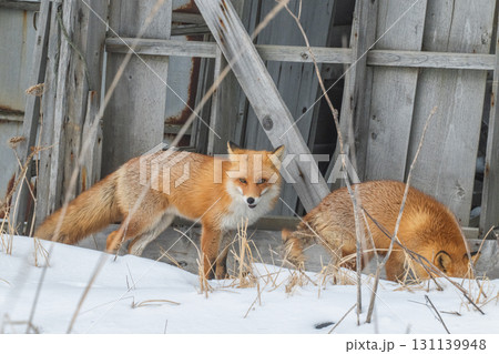 厳しい冬を生きるキタキツネ兄弟 131139948