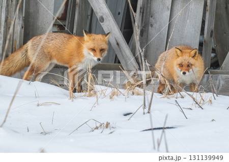 厳しい冬を生きるキタキツネ兄弟 131139949