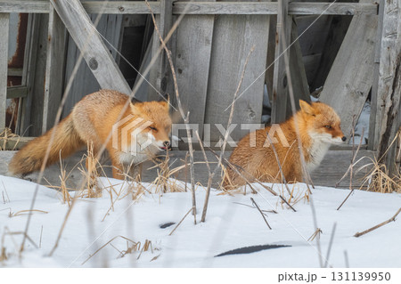 厳しい冬を生きるキタキツネ兄弟 131139950