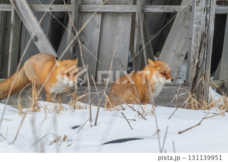 厳しい冬を生きるキタキツネ兄弟 131139951