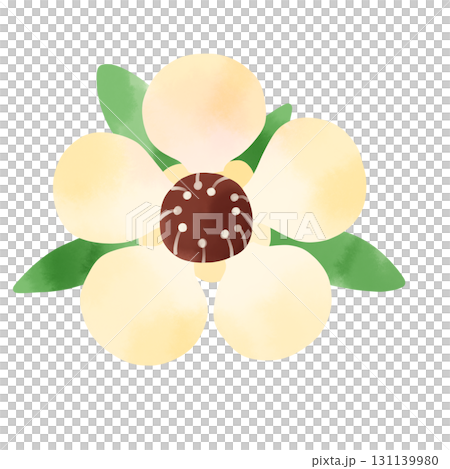 麥盧卡花和葉水彩插圖 131139980