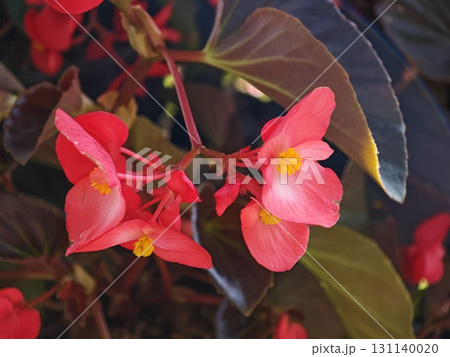 Pink begonias blooming in the garden. 131140020