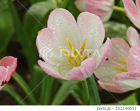 White with pink edges tulips in the garden. White with pink edges tulips in the garden. 131140031
