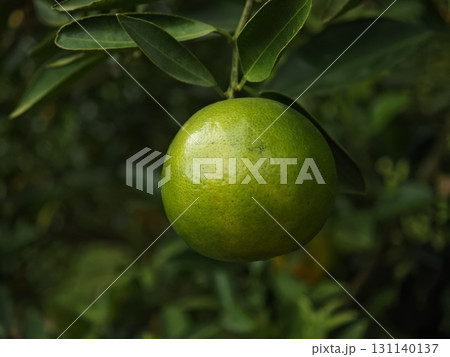 Ripe orange fruit in the garden. Ripe orange fruit in the garden. 131140137