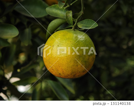 Ripe orange fruit in the garden. 131140138