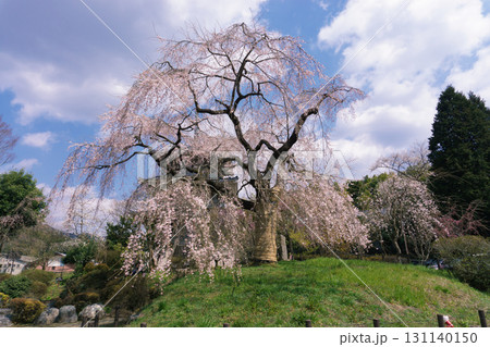 宮崎県 浄専寺のしだれ桜 131140150