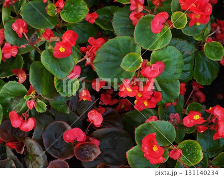Red begonias blooming in the sunshine. 131140234