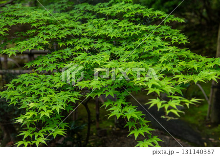 5月の依水園ー古都奈良の庭園美 131140387