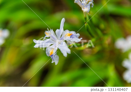 5月の依水園ー古都奈良の庭園美 131140407