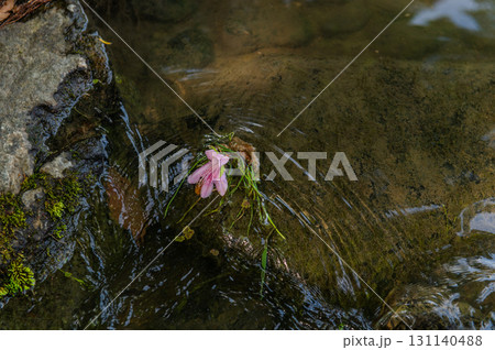 5月の依水園ー古都奈良の庭園美 131140488
