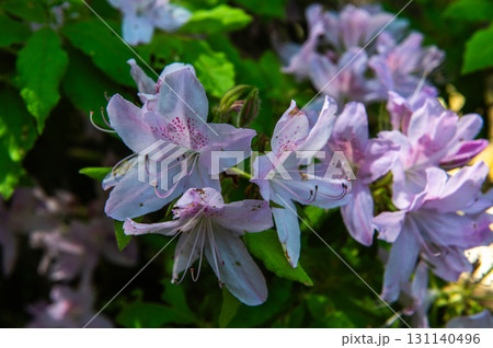 5月の依水園ー古都奈良の庭園美 5月の依水園ー古都奈良の庭園美 131140496