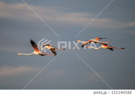 flying Flamingo at dawn pastel colors in middle of water pond Biguglia Corsica near Bastia Tall grasses on background flying Flamingo at dawn pastel colors in middle of water pond Biguglia Corsica near Bastia Tall grasses on background 131140588