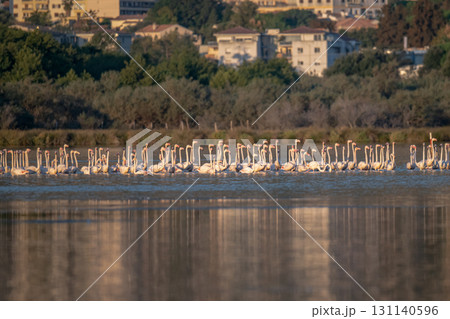Flamingoes at dawn pastel colors in middle of water pond Biguglia in Corsica near Bastia Tall grasses on the background Flamingoes at dawn pastel colors in middle of water pond Biguglia in Corsica near Bastia Tall grasses on the background 131140596