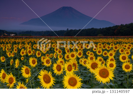 山梨県南都留郡山中湖村山中　花の都公園の満開のひまわり畑と朝焼け空の富士山のシルエット 131140597