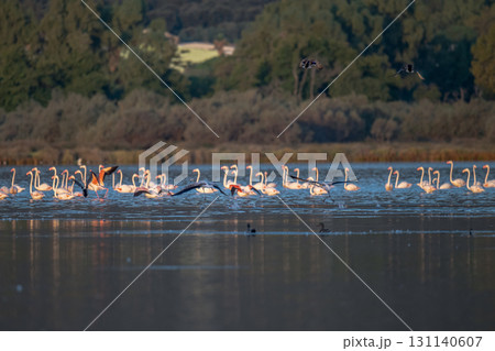 Flamingoes at dawn pastel colors in middle of water pond Biguglia in Corsica near Bastia Tall grasses on the background Flamingoes at dawn pastel colors in middle of water pond Biguglia in Corsica near Bastia Tall grasses on the background 131140607