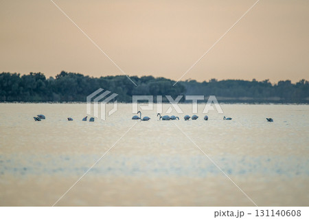 Flamingoes at dawn pastel colors in middle of water pond Biguglia in Corsica near Bastia Tall grasses on the background Flamingoes at dawn pastel colors in middle of water pond Biguglia in Corsica near Bastia Tall grasses on the background 131140608