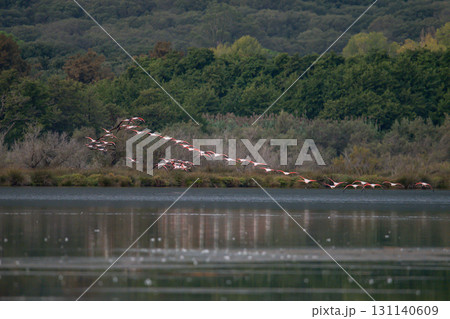 flying Flamingo at dawn pastel colors in middle of water pond Biguglia Corsica near Bastia Tall grasses on background flying Flamingo at dawn pastel colors in middle of water pond Biguglia Corsica near Bastia Tall grasses on background 131140609