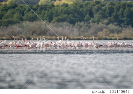 Flamingoes at dawn pastel colors in middle of water pond Biguglia in Corsica near Bastia Tall grasses on the background 131140642