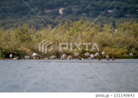 Young baby Flamingo pastel colors in middle of water pond Biguglia in Corsica near Bastia Tall grasses on the background 131140643